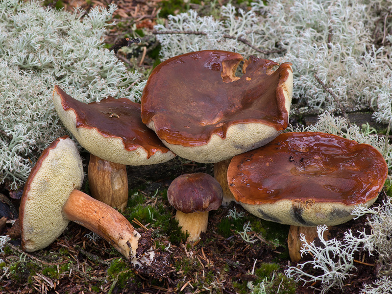 Boletus badius